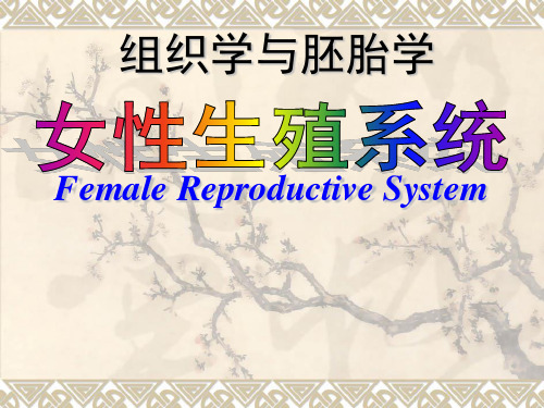 组织学和胚胎学：19 女性生殖系统