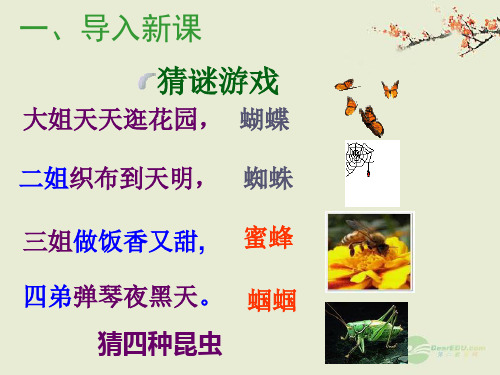 绿色的蝈蝈课件
