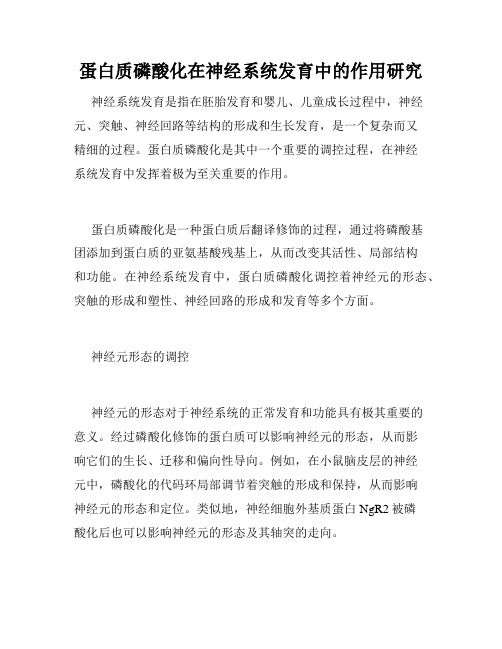 蛋白质磷酸化在神经系统发育中的作用研究