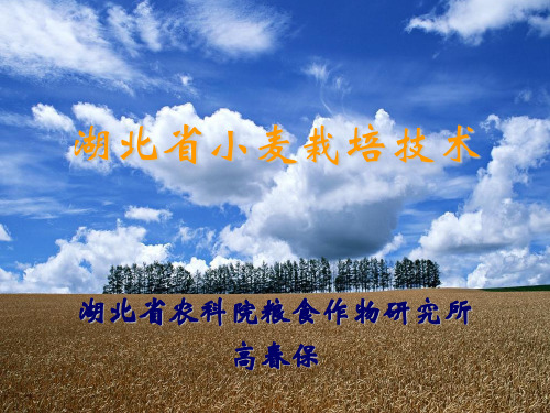 湖北省小麦栽培技术