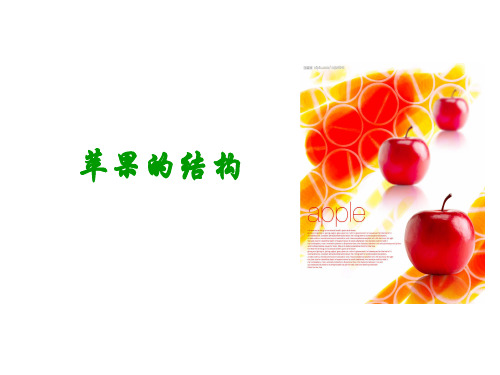 苹果的结构
