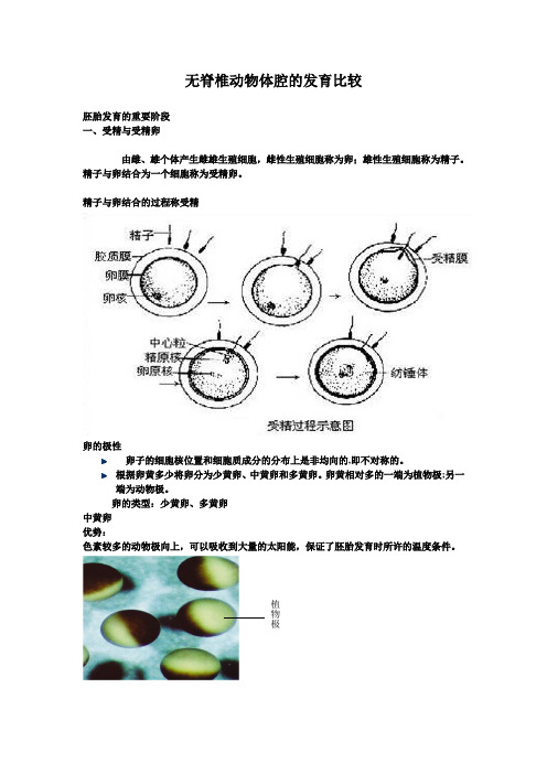 无脊椎动物体腔的发育比较