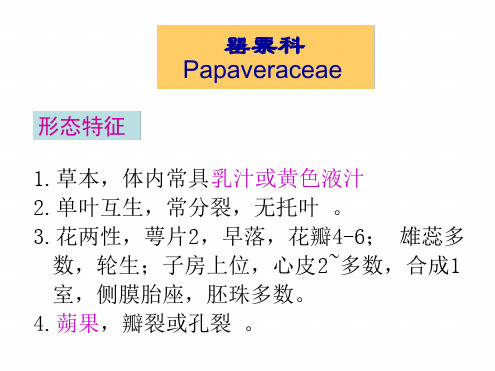 21 04 罂粟科