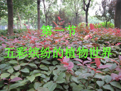 苏教版生物八上14.1 五彩缤纷的植物世界(第一课时)实用课件(共30张PPT)