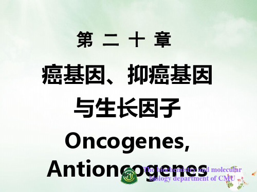 癌基因,抑癌基因与生物因子课件ppt