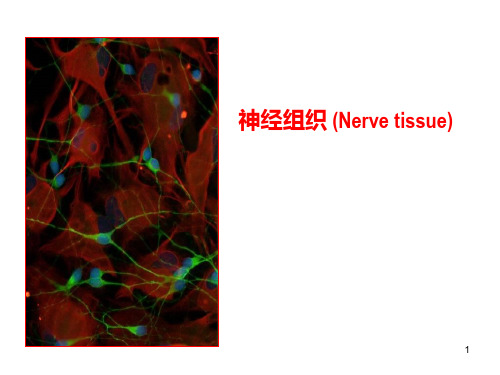 神经组织 (Nerve tissue)