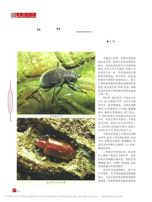 _山寨_步甲_拟步甲