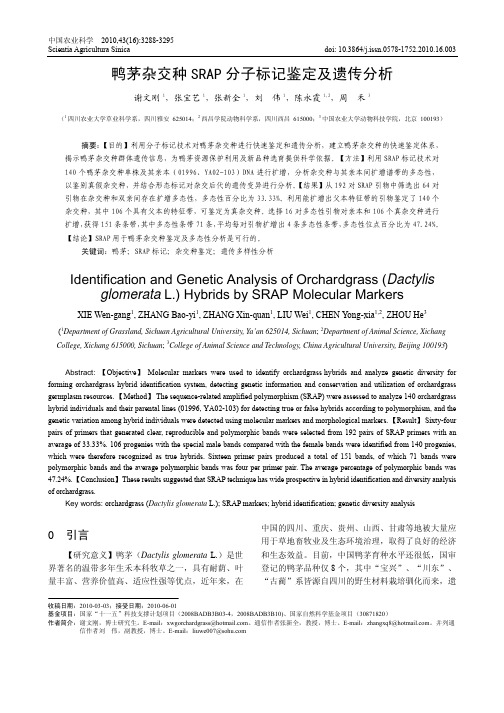 鸭茅杂交种SRAP 分子标记鉴定及遗传分析