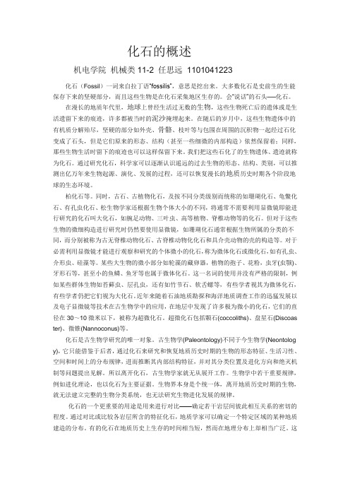 化石的概述
