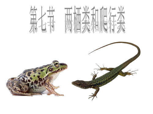 冀少版生物七年级上册 1.4.7 两栖类和爬行类 课件 (2)