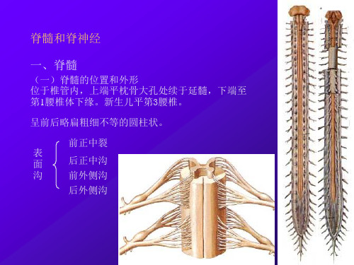 神经解剖学-第二部分