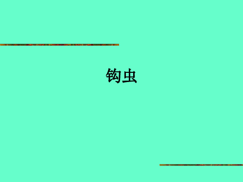 钩虫ppt课件
