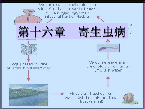 《寄生虫病本科》PPT课件