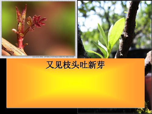初中作文讲评：又见枝头吐新芽优秀课件