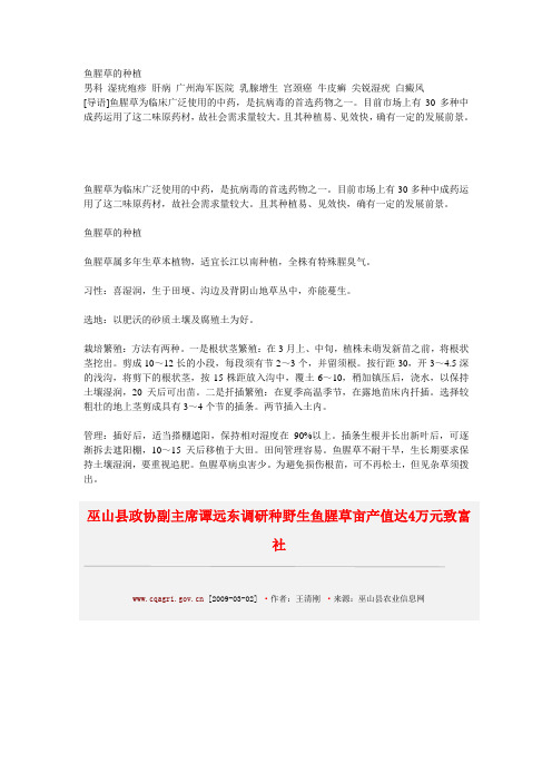 鱼腥草的种植