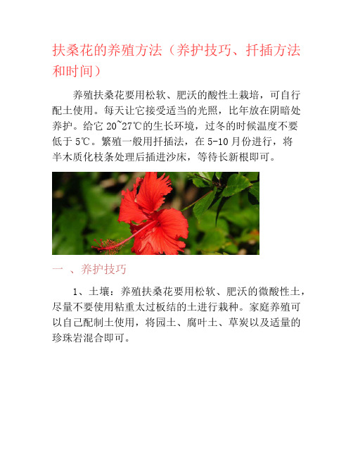 扶桑花的养殖方法(养护技巧、扦插方法和时间)-养花技巧