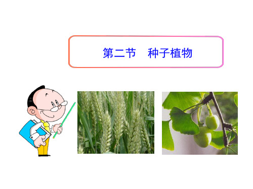 第三单元第一章第二节《种子植物》课件