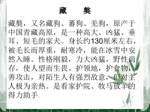 藏獒