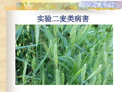 小麦病害症状及病原物形态观察