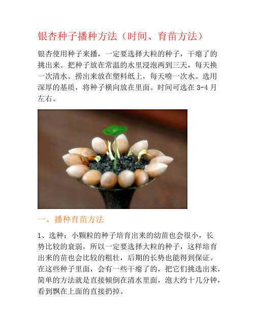 银杏种子播种方法(时间、育苗方法)