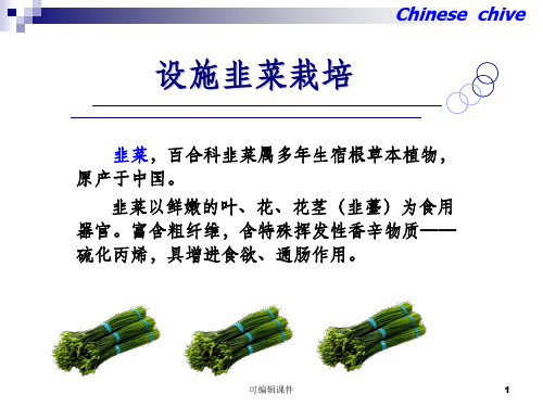设施韭菜栽培ppt课件