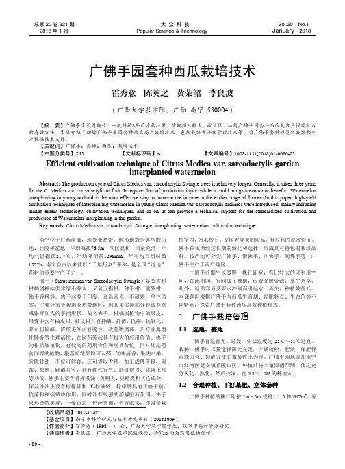 广佛手园套种西瓜栽培技术