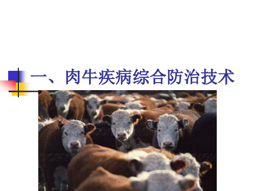 肉牛疾病综合防治技术