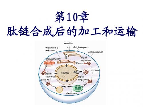肽链合成后的加工和运输