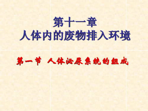 苏教版生物七下11.1《人体泌尿系统的组成》课件(共20张PPT)