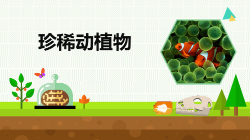 最新2021-2022青岛版科学六年级上册《珍稀动植物》优质课件