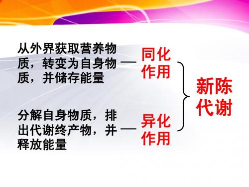 生物体内的化学反应