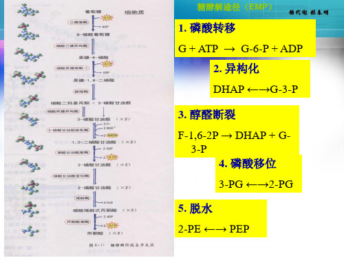 生物化学  糖酵解途径 PPT课件