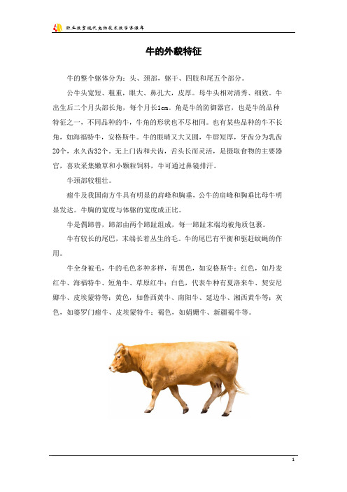 牛的外貌特征.