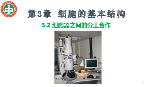 3.2 细胞器之间的分工合作 课件【新教材】人教版高中生物必修一