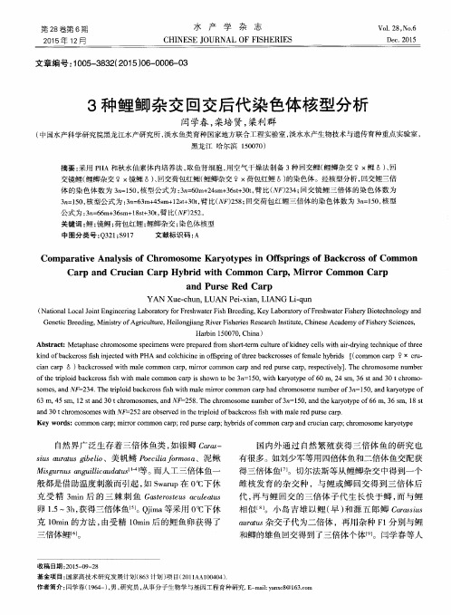 3种鲤鲫杂交回交后代染色体核型分析