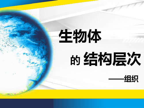 七年级上《生物体的结构层次》ppt下载浙教版1