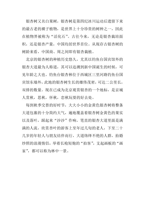 银杏树