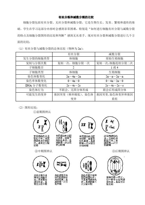 有丝分裂和减数分裂的比较