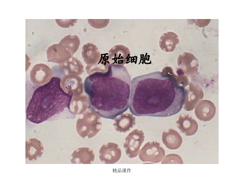 细胞形态图谱