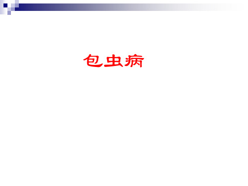 绦虫