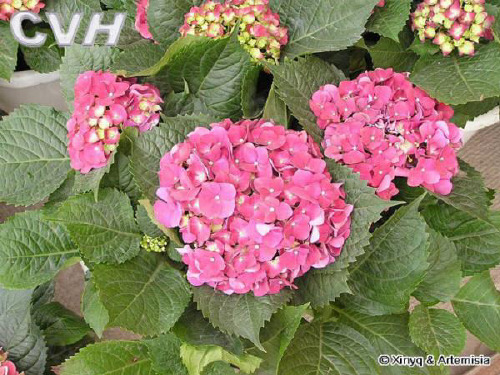 常见有毒植物