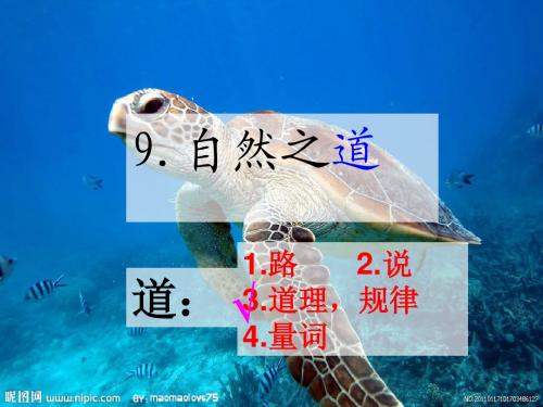 9.自然之道(钟优)