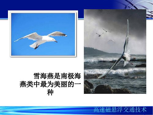 高尔基海燕PPT课件