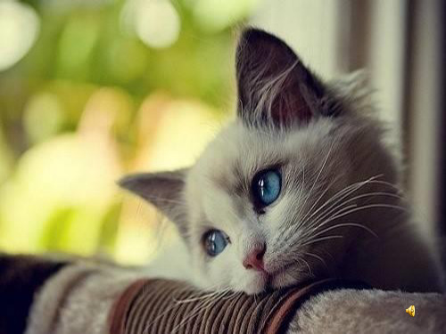 郑振铎猫 PPT课件