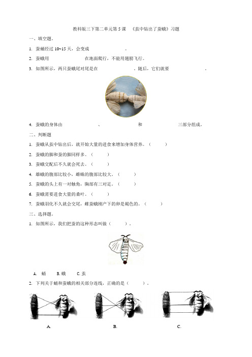 新教材教科版小学科学三年级下册第二单元第5课《茧中钻出了蚕蛾》习题