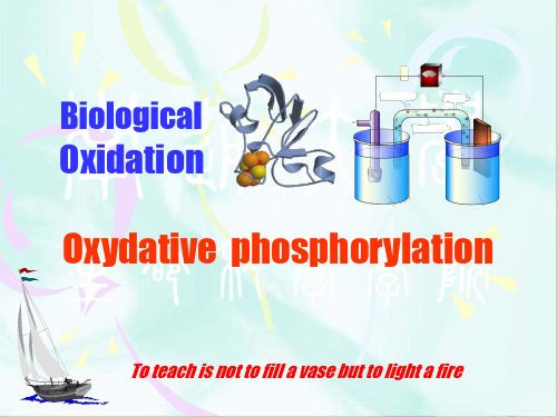 生物化学生物氧化