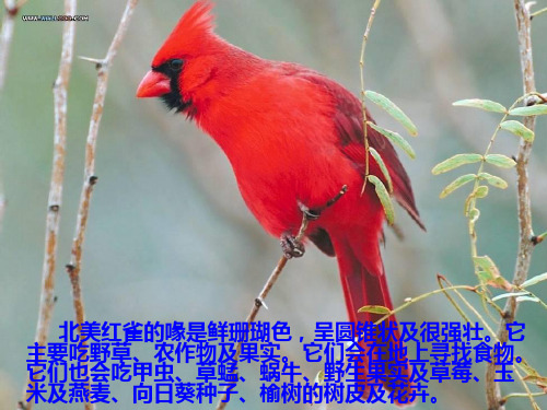 鸟喙与取食