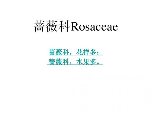 被子植物10-蔷薇科