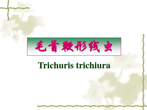 鞭虫