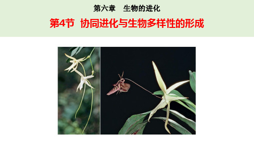 协同进化与生物多样性的形成  课件高一生物(人教版(2019)必修二)